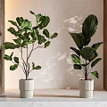 Large Leafy Potted Plants In White Ribbed Planters With Wooden Accents