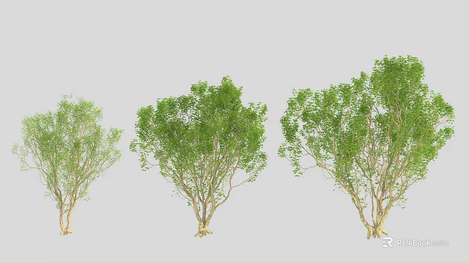 Three Green Leafy Arbor Trees With Different Sizes And Natural Trunks 3d model