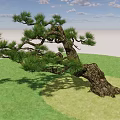 Shrub with Curved Trunk and Green Pine Needles on Green Grass Ground with Gray Background
