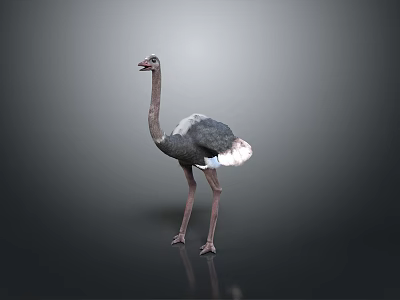 Ostrich Flight Animal Standing With Grey And White Feathers On Dark Background 3d model