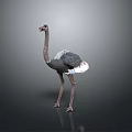 Ostrich Flight Animal Standing With Grey And White Feathers On Dark Background