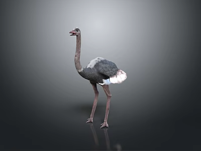 Ostrich spider bird animal game animal cartoon animal 3d model