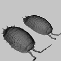 Two Brown Segmented Pill Bugs With Long Antennae On Gray Surface 3d model
