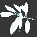 Fresh Green Leaves And Red Berries On Natural Botanical Branch For Decor