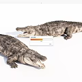 Two Realistic Aquatic Crocodiles Displaying Lifelike Skin Texture And Open Mouths