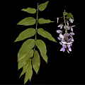 Beautiful Wisteria Vine With Purple And White Flowers And Green Leaves