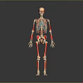 3D Anatomical Human Limbs Skeletal Structure Showing Arm and Leg Bones