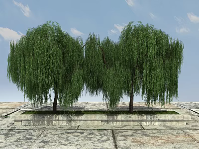 Tall Willow Trees With Green Drooping Branches Under Blue Sky And Stone Platform 3d model