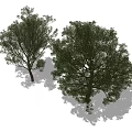 Two Green Arbor Trees With Lush Foliage Natural Trunk And Shadows 3d model