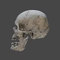 Detailed Human Skull With Textured Surface And Anatomical Features