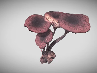 Purple Mushrooms With Multiple Caps Natural Fungi Growth Close Up View 3d model