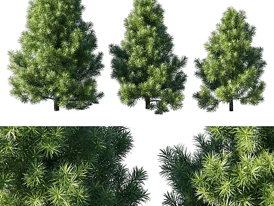 Three Pine Tree Decorative Ornament Set with Detailed Branches Realistic Foliage for Home Decoration 3d model