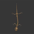 Metallic Detailed Golden Lizard Skeleton on Dark Background with Reflection