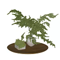 White Round Vase With Green Fern Plants And Small Square Pot On Wooden Table