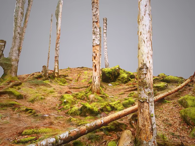 Lush Woodland Scene With Tree Trunks Green Moss Fallen Tree Trunk And Brown Leaves 3d model