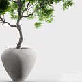 Elegant Potted Bonsai Tree With Lush Green Leaves Unique Twisted Branches And Ceramic Pot