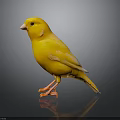 Yellow Bird Standing On Black Surface With Reflection In Studio Lighting