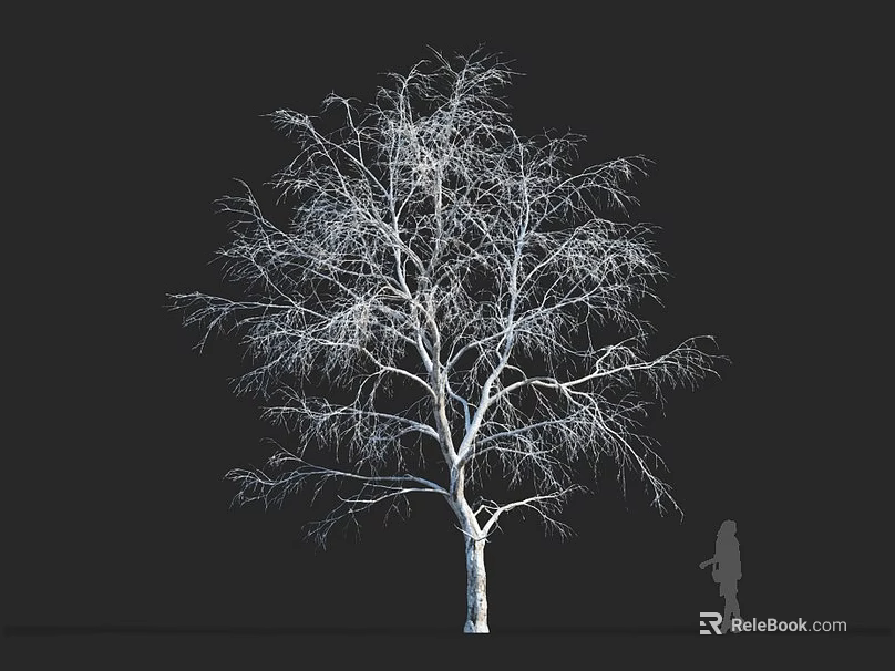 Leafless tree with white trunk against black background and human silhouette for size reference 3d model