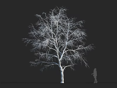 Leafless tree with white trunk against black background and human silhouette for size reference 3d model