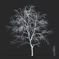 Leafless tree with white trunk against black background and human silhouette for size reference 3d model