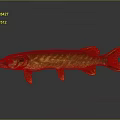 Yellow and Green Striped Pike Fish With Elongated Body Fins And Reflection On Gray Background