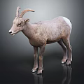 Bighorn Sheep With Curved Horns Brown And White Coat Standing On Black Background With Reflection