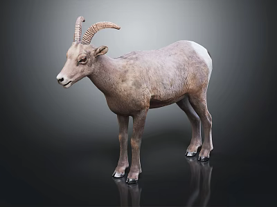Modern Sheep Sheep Goat Lamb Lamb 3d model