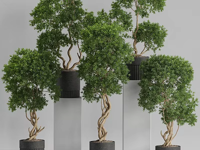Modern Garden Ornaments with Potted Trees in Black Pots on White Pillars 3d model