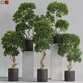 Modern Garden Ornaments with Potted Trees in Black Pots on White Pillars