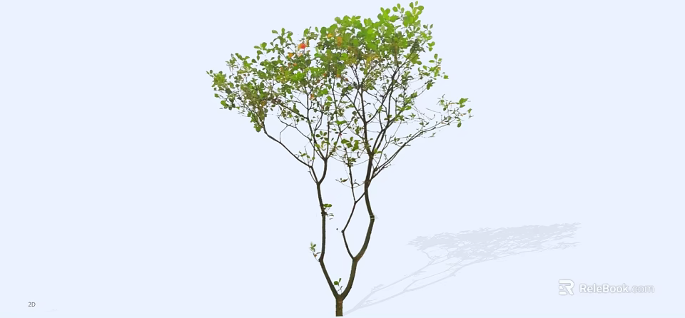 Tall Tree With Green Leaves Slender Trunk And Shadow On Light Background 3d model