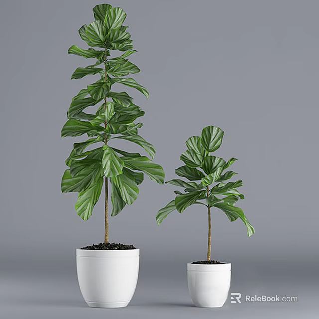 Two Potted Bonsai Plants with Large Green Leaves in White Ceramic Pots 3d model 