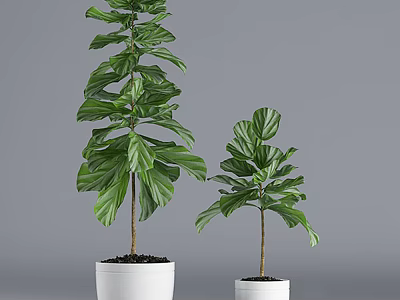 Two Potted Bonsai Plants with Large Green Leaves in White Ceramic Pots 3d model