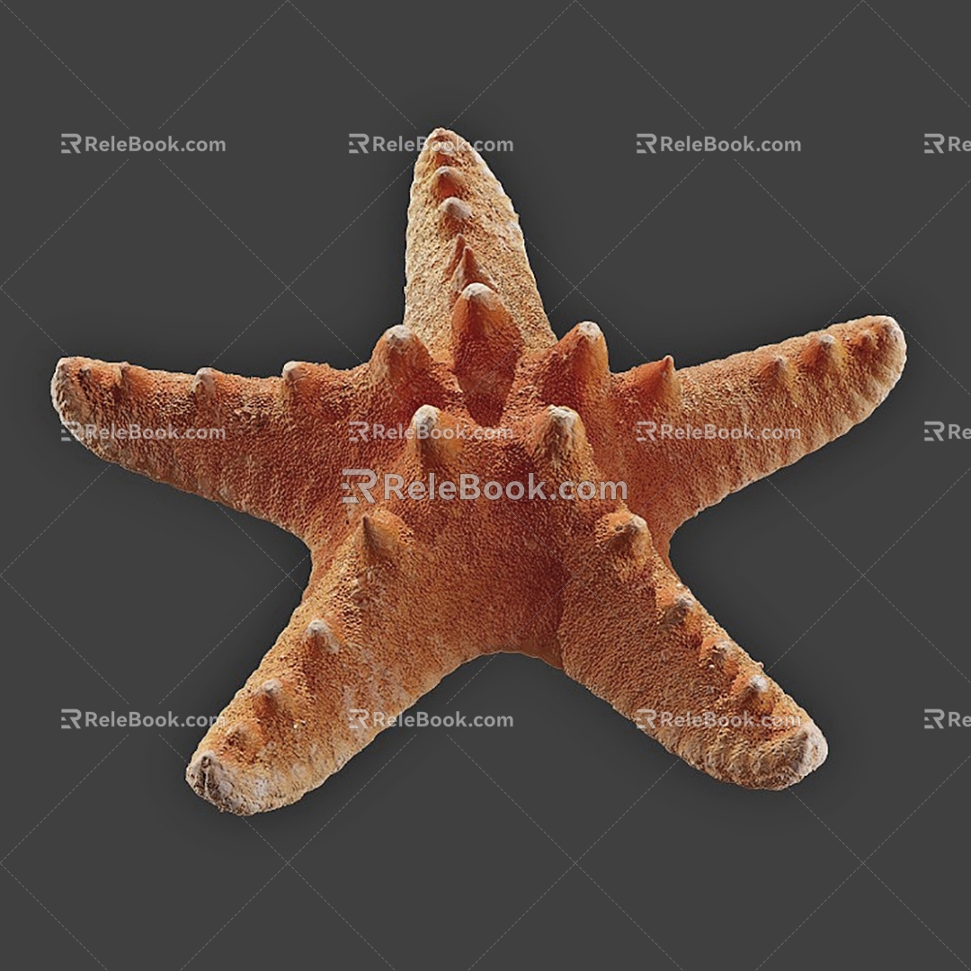 Modern Starfish 3d model