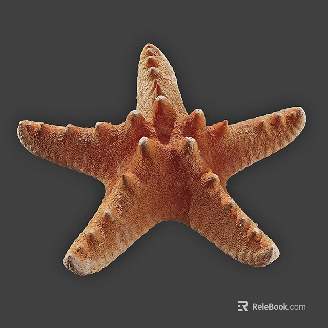 Orange Spiny Starfish Marine Aquatic Animal Close Up View With Textured Surface 3d model 