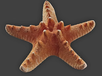 Orange Spiny Starfish Marine Aquatic Animal Close Up View With Textured Surface 3d model