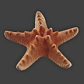 Modern Starfish 3d model