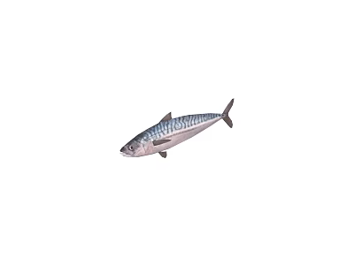 Fresh Mackerel Fish With Striped Back And Silver Body In Natural Form 3d model
