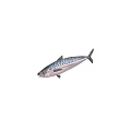 Fresh Mackerel Fish With Striped Back And Silver Body In Natural Form