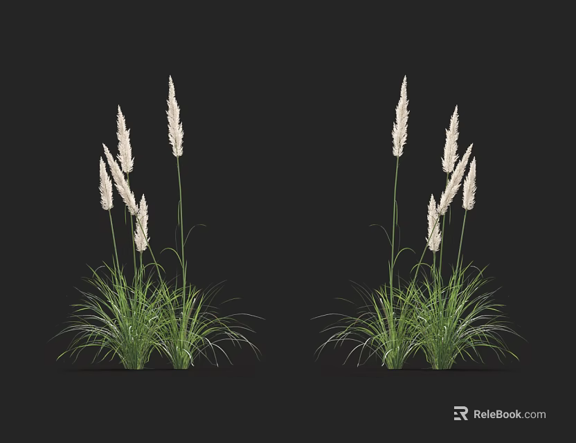 Elegant Herbaceous Plants With Green Leaves And White Spiky Flowers On Dark Background 3d model 