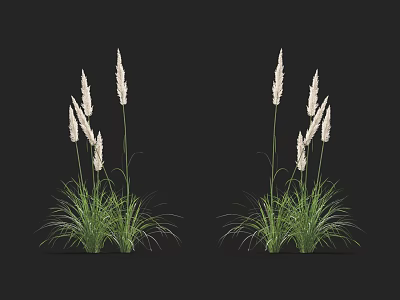 Elegant Herbaceous Plants With Green Leaves And White Spiky Flowers On Dark Background 3d model