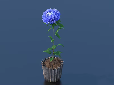 Potted Blue Chrysanthemum Plant with Brown Ruffled Edge Pot on Dark Blue Background 3d model