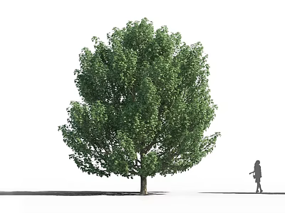 Tall Arbor with Lush Green Foliage and Person Standing Beside 3d model