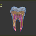 Human Tooth Anatomy Cross Section Showing Enamel Dentin and Pulp Structure 3d model