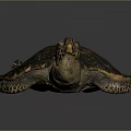 Realistic Sea Turtle Featuring Brown Orange Shell and Patterned Skin on Dark Surface