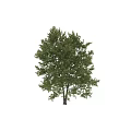 Lush Arbor Trees with Green Foliage and Sturdy Trunks in Natural Environment
