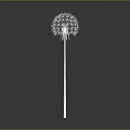 Single White Dandelion Plant With Slender Stem Isolated On Gray Background