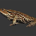 Brown Patterned Toad With Textured Skin And Large Eyes On Dark Background 3d model