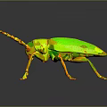 Black Beetle With Long Antennae Shiny Exoskeleton And Detailed Legs On Dark Background