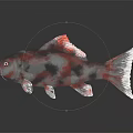 Ornamental Koi Fish With Red White Black Coloration On Dark Reflective Surface