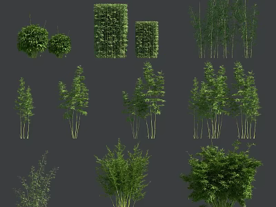Various Types of Bamboo Plants Including Clumping Tall and Slender Varieties for Garden Landscaping 3d model